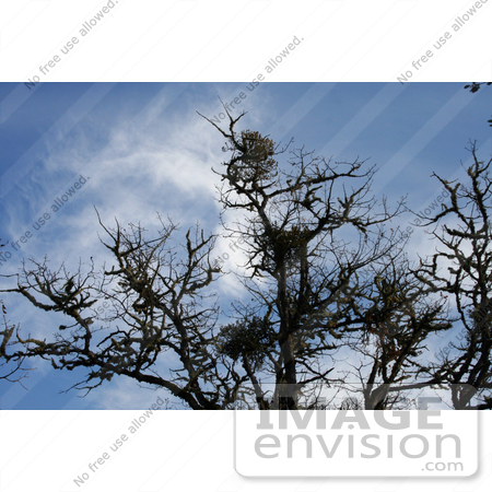 #19874 Stock Photography: Multiple Bundles of Mistletoe on Bare Branches of an Oak Tree by Jamie Voetsch