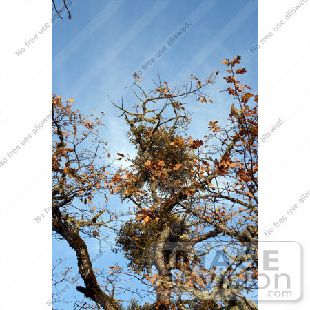 #19876 Stock Photography: Mistletoe on Oak Tree Branches by Jamie Voetsch