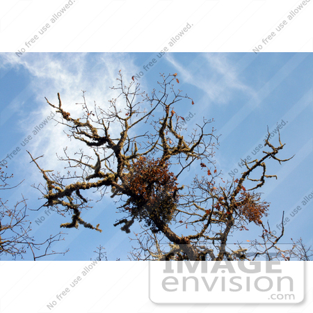 #19877 Stock Photography: Mistletoe and Dangling Autumn Leaves on an Oak Tree by Jamie Voetsch
