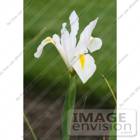 #2 Flower Photography of a White Iris by Kenny Adams