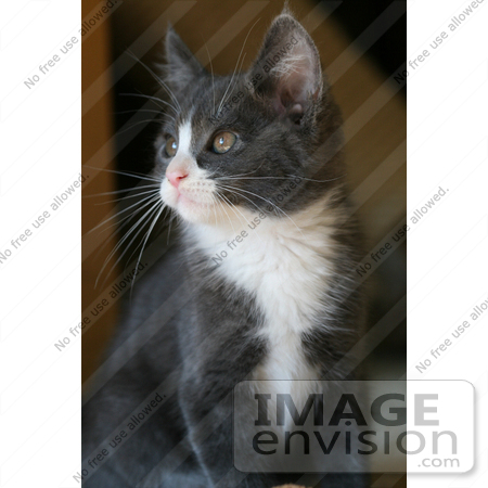 #20 Portrait of a Gray and White Kitten by Kenny Adams