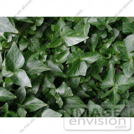 #202 Image of a Background of Green Ivy by Jamie Voetsch