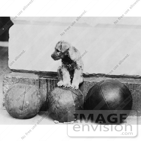 #20292 Historical Stock Photo: Piney, President Hoover’s Schnauzer Puppy, Sitting on Medicine Ball by JVPD