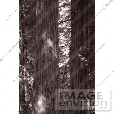 #203 Photograph of Redwood Trees in a Forest by Jamie Voetsch