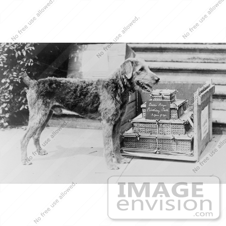 #20356 History Stock Photo of President Harding’s Dog, Laddie Boy, Standing by a Cake Made of Dog Biscuits by JVPD