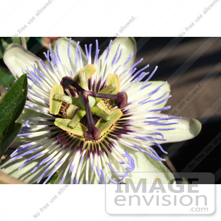 #204 Photo of a Passion Flower by Jamie Voetsch