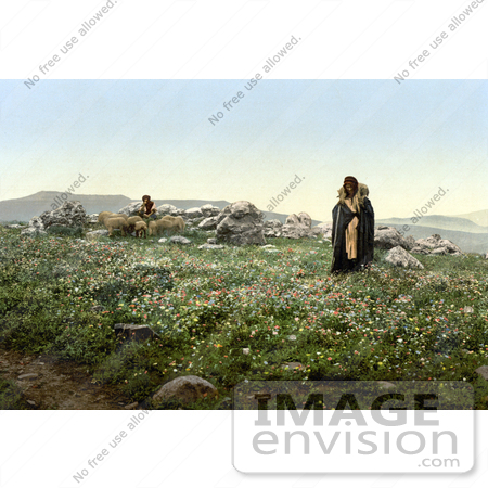 #20429 Historical Stock Photography of Two Shepherds Tending to Their Sheep on a Hilltop With Wildflowers, Hadjar en Nasaroh, Holy Land by JVPD
