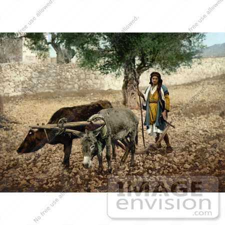 #20455 Historical Stock Photography of Native of Palestone Working With an Ox and a Mule in the Holy Land by JVPD