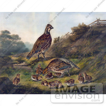 #20762 Stock Photography of Quail Bird Family of Adults and Chicks by JVPD