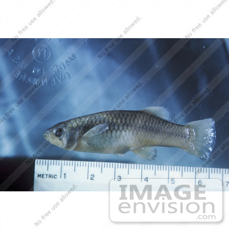 #20929 Stock Photography of a Big Band Gambusia Fish by JVPD