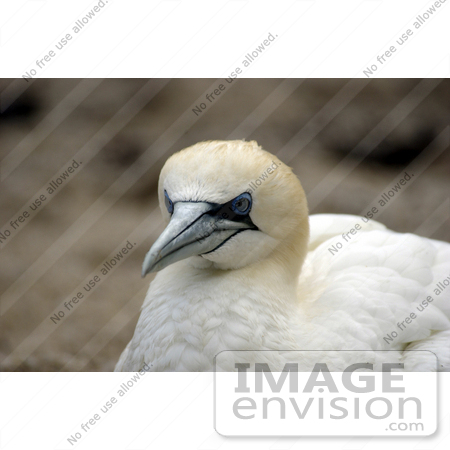 #20931 Stock Photography of a Northern Gannet bird (Morus bassanus) by JVPD