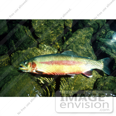 #20934 Stock Photography of a California Golden Trout Fish (Oncorhynchus mykiss aguabonita) by JVPD