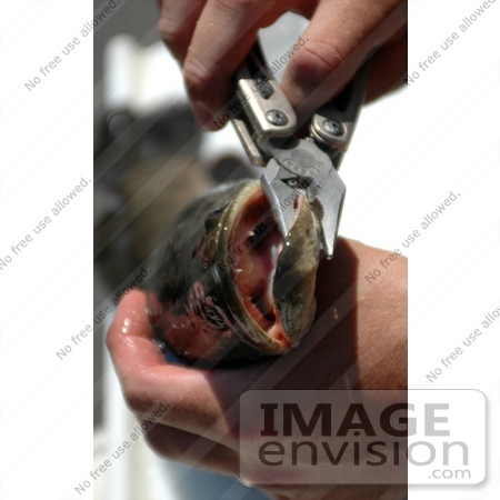 #20937 Stock Photography of a Man Holding a Northern Snakehead Fish by JVPD