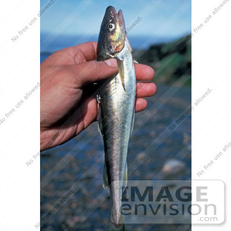#20938 Stock Photography of a Hand Holding an Arctic Cod Fish by JVPD