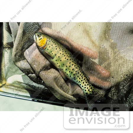 #20939 Stock Photography of a Greenback Trout in a Net by JVPD