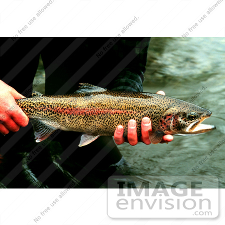#20940 Stock Photography of a Man’s Hands Holding a Redband/Rainbow Trout (Onchorhynchus mykiss) by JVPD