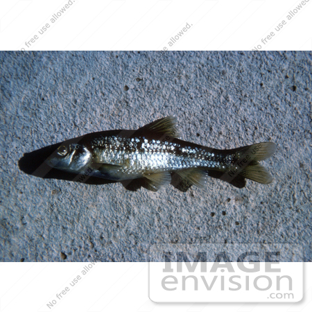 #20943 Stock Photography of a Roundnose Minnow by JVPD