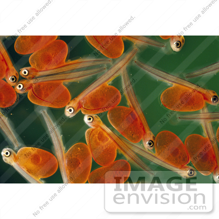 #20944 Stock Photography of Newly Hatched Salmon Alevins by JVPD