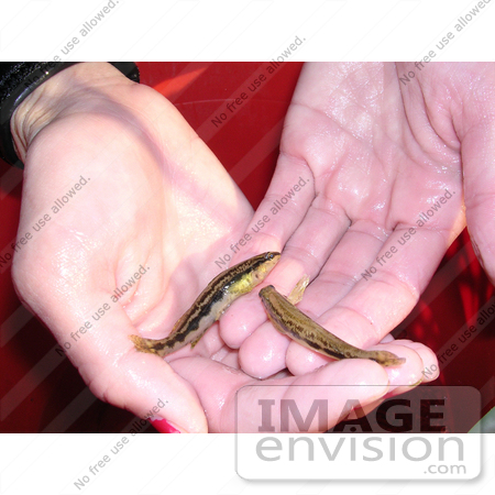 #20945 Stock Photography of a Woman Holding Two Goldline Darter Fish by JVPD