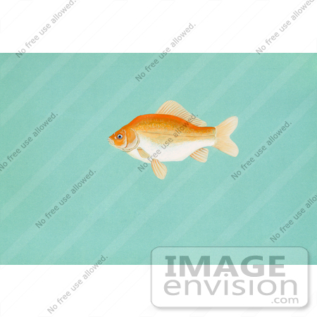 #20946 Clipart Image Illustration of a Goldfish (Carassius auratus) by JVPD