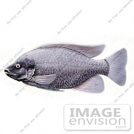 #20947 Clipart Image Illustration of a Tilapia Cichlid Fish by JVPD