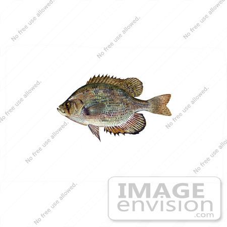 #20948 Clipart Image Illustration of a Flier Fish (Centrarchus macropterus) by JVPD