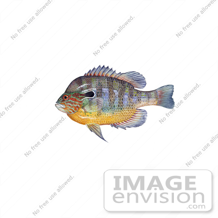 #20950 Clipart Image Illustration of a Longear Sunfish (Lepomis megalotis) by JVPD