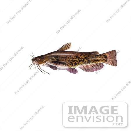#20952 Clipart Image Illustration of a Brown Bullhead Catfish (Ameiurus nebulosus) by JVPD