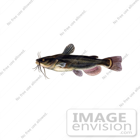 #20954 Clipart Image Illustration of a Black Bullhead Catfish (Amereiurus melas) by JVPD