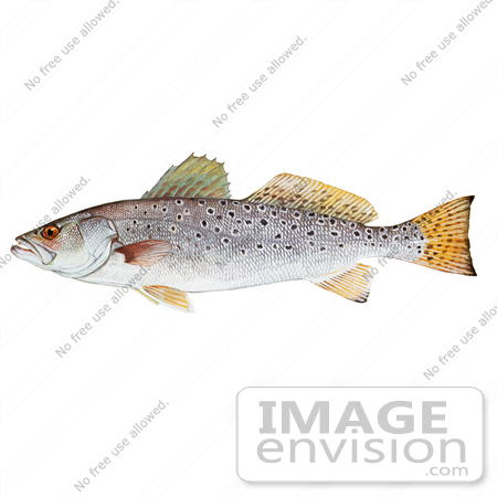 #20958 Clipart Image Illustration of a Spotted Seatrout Fish (Cynoscion nebulosus) by JVPD