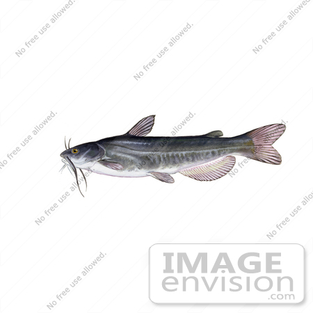 #20959 Clipart Image Illustration of a White Catfish (Amereiurus catus) by JVPD