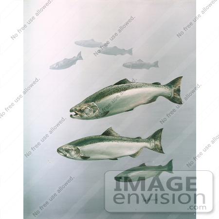 #20961 Clipart Image Illustration of King Salmon Fish Swimming in Blue Waters by JVPD