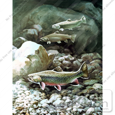 #20963 Clipart Image Illustration of Brook Trout Fish Swimming on a Rocky Bottom by JVPD