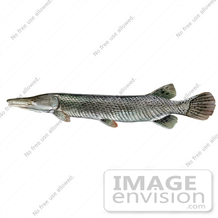 #20966 Clipart Image Illustration of an Alligator Gar Fish (Atractosteus spathula) by JVPD