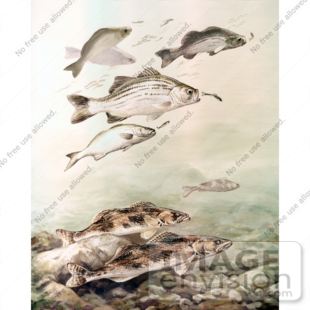 #20970 Clipart Image Illustration of Sauger and White Bass Fish Swimming by JVPD