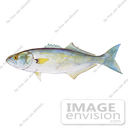 #20972 Clipart Image Illustration of a Bluefish (Pomatomous saltator) by JVPD