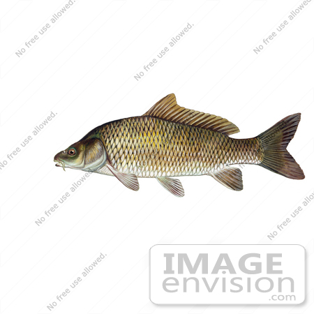 #20974 Clipart Image Illustration of a Common Carp or European Carp Fish (Cyprinus carpio) by JVPD