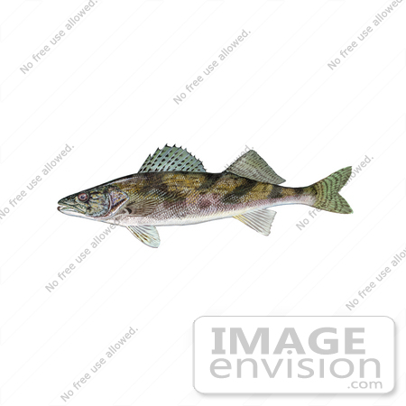 #20975 Clipart Image Illustration of a Sauger Fish (Stizostedion canadense) by JVPD