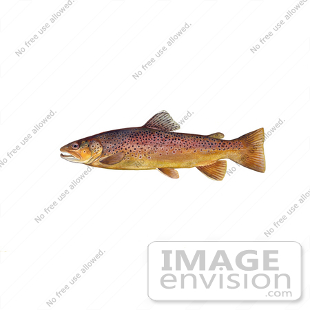 #20982 Clipart Image Illustration of a Brown Trout Fish (Salmo trutta) by JVPD