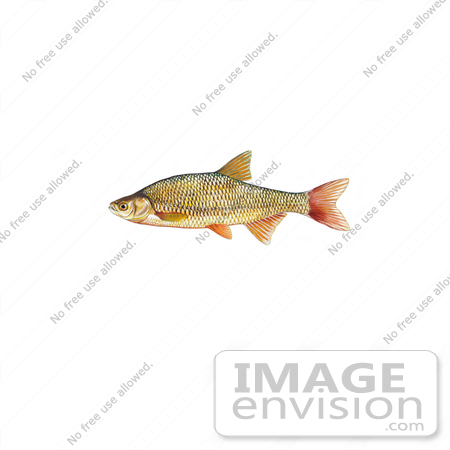 #20983 Clipart Image Illustration of a Golden Shiner Fish (Notemigonus crysoleucas) by JVPD