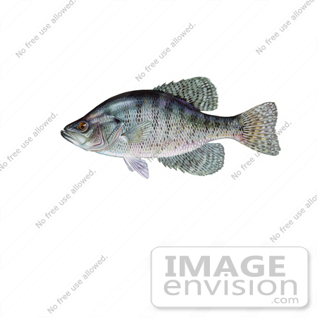 #20985 Clipart Image Illustration of a White Crappie Fish (Pomoxis annularis) by JVPD