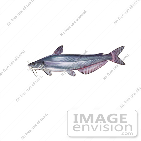 #20987 Clipart Image Illustration of a Blue Catfish (Ictalurus furcatus) by JVPD