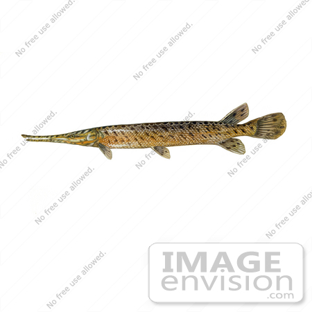 #20988 Clipart Image Illustration of a Spotted Gar fish (Lepisosteus oculatus) by JVPD