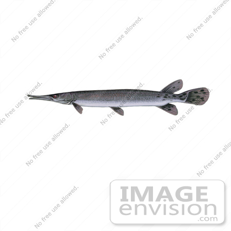 #20990 Clipart Image Illustration of a Shortnose Gar Fish (Lepisosteus platostomus) by JVPD