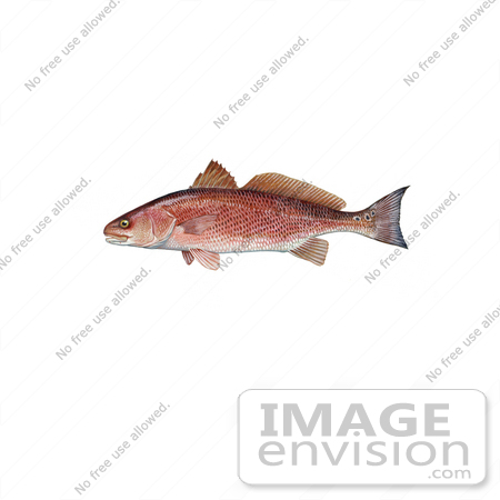 #20992 Clipart Image Illustration of a Red Drum Fish (Sciaenops ocellata) by JVPD