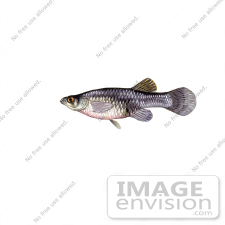 #20993 Clipart Image Illustration of a Freshwater Mosquitofish (Gambusia affinis) by JVPD