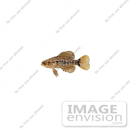 #20995 Clipart Image Illustration of a Pygmy Sunfish (Elassoma sp) by JVPD