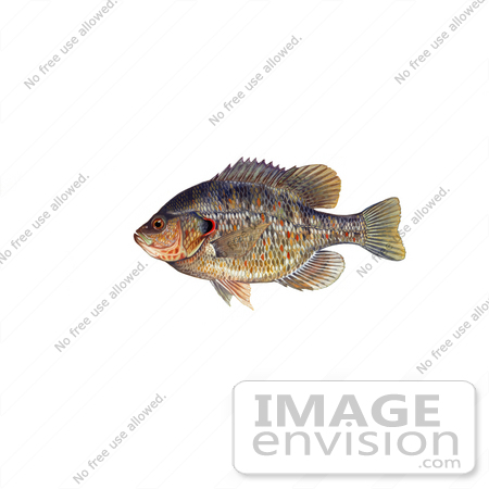 #20996 Clipart Image Illustration of a Redear Sunfish (Lepomis microlophus) by JVPD