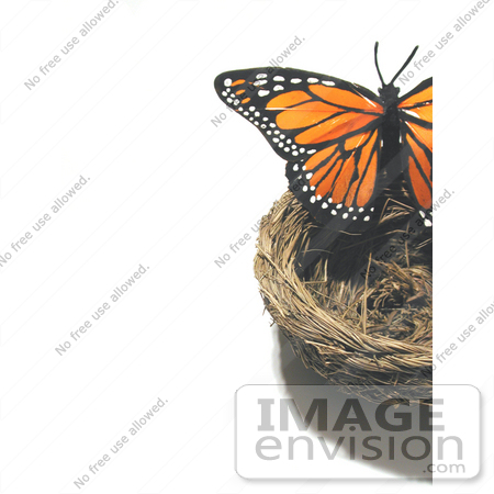 #210 Photograph of a Butterfly on a Nest by Jamie Voetsch