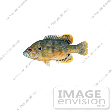 #21000 Clipart Image Illustration of a Green Sunfish (Lepomis cyanellus) by JVPD